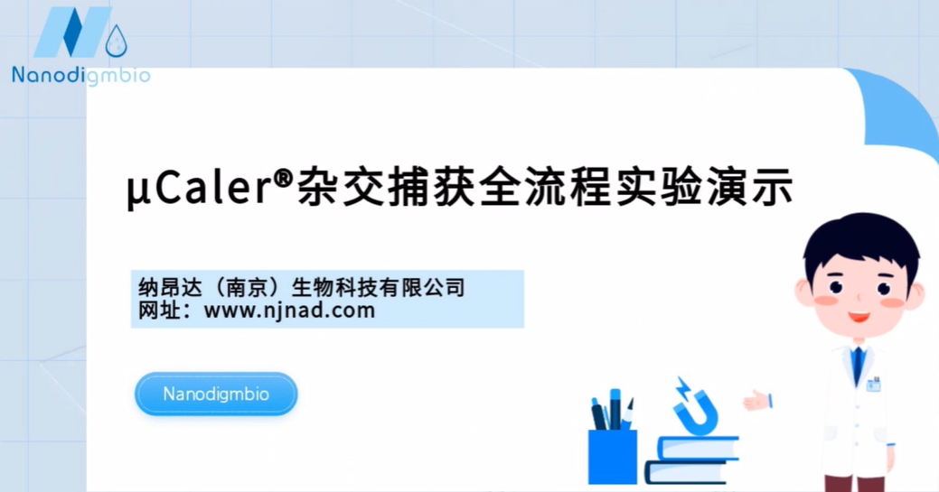 μCaler 杂交捕获全流程实验演示