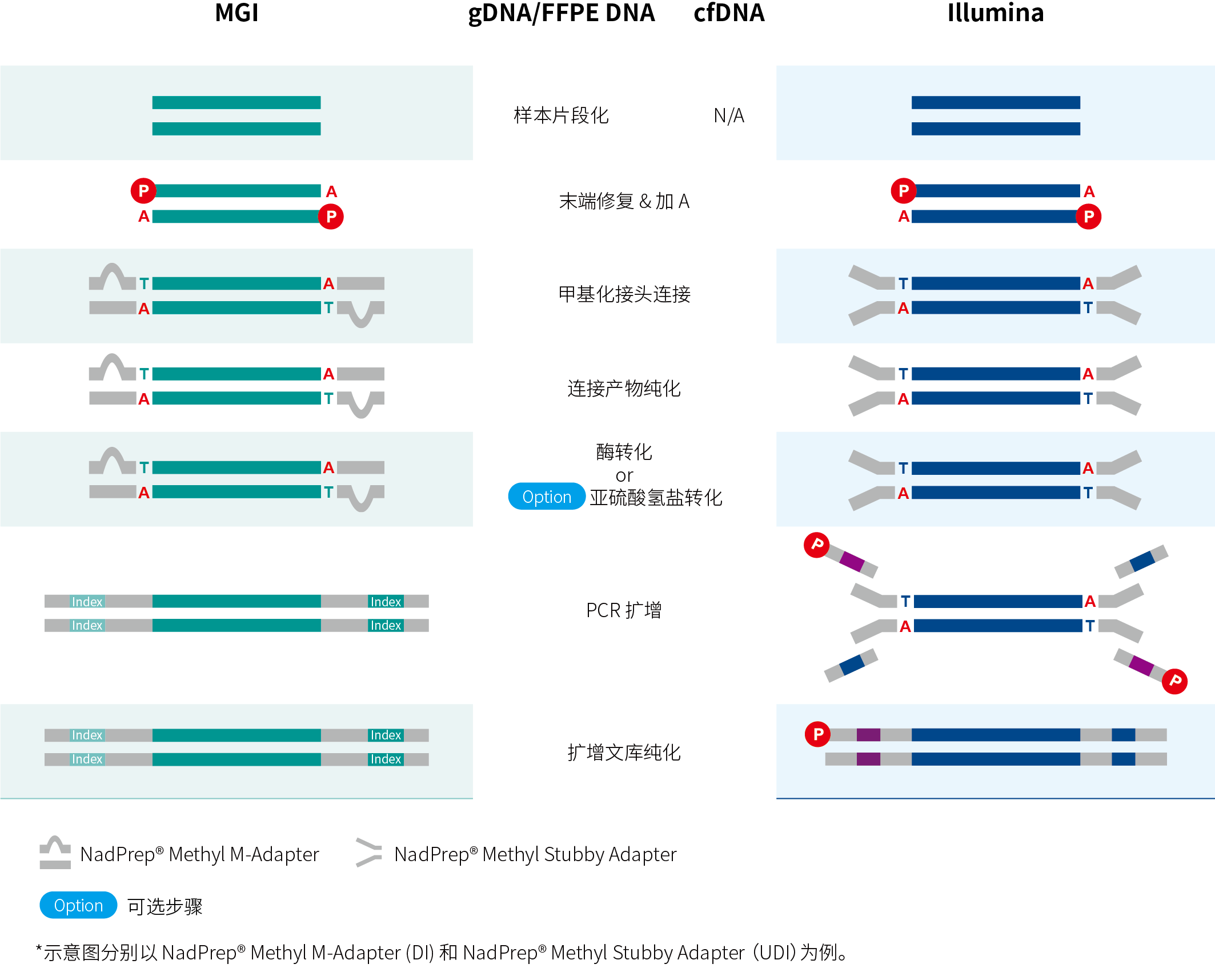 网页版建库流程