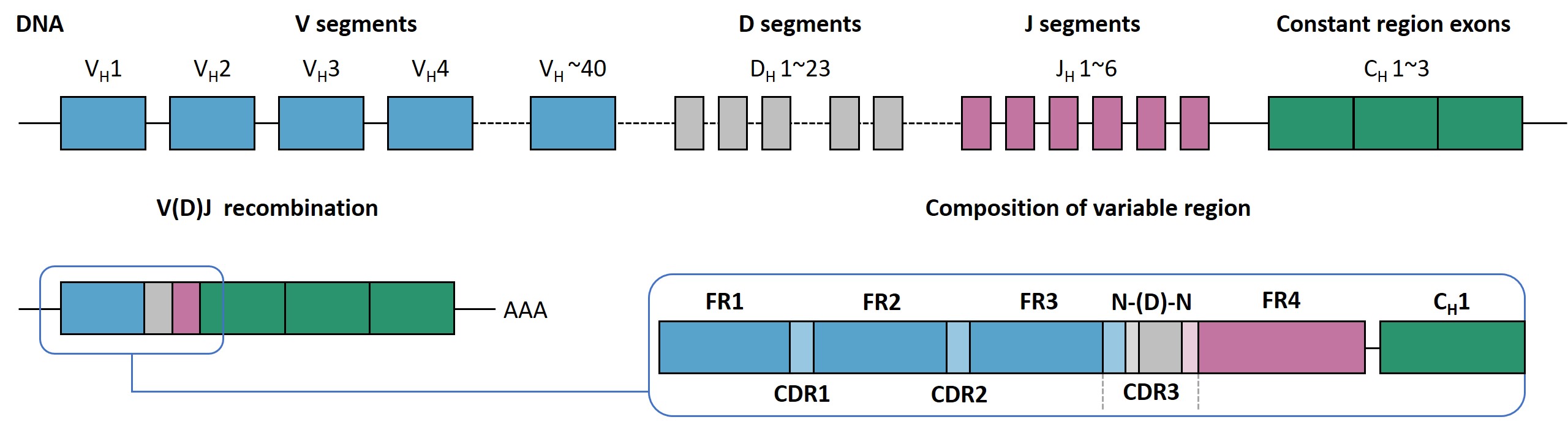 fig2