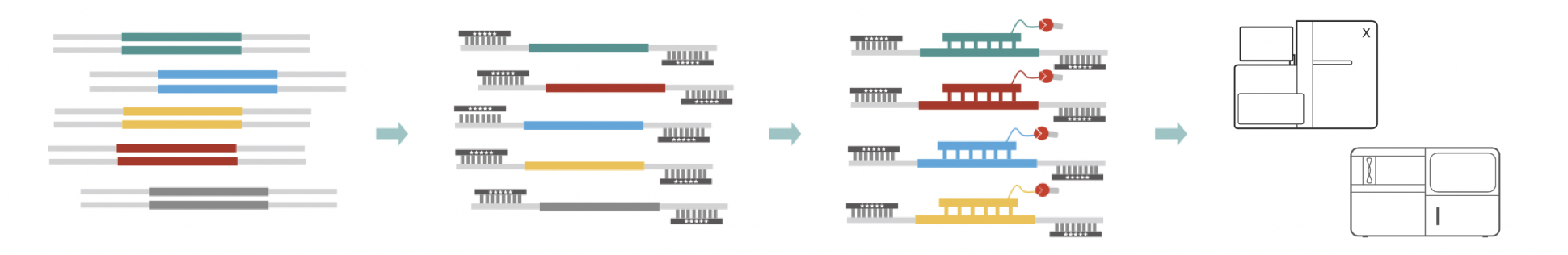 外显子捕获应用-流程图 外显子捕获应用-流程图